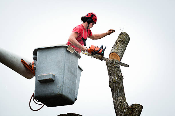 Best Commercial Tree Services  in Tton, IL