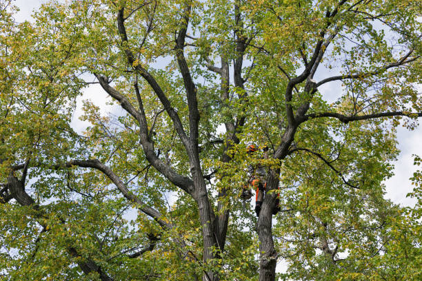 Best Storm Damage Tree Cleanup  in Tton, IL